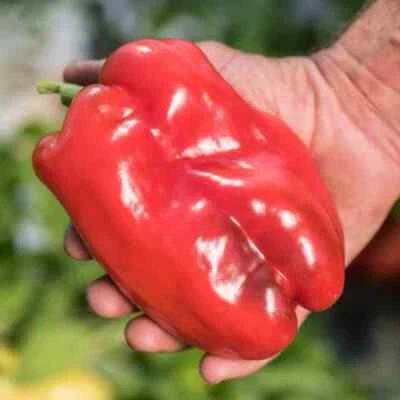 60 semi di peperone QUADRATO D'ASTI ROSSO  - semi freschi - Immagine 1 di 2