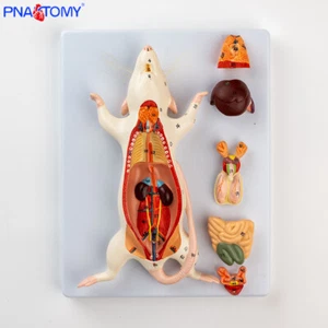 Modello anatomico di topi modello medico ed educativo - Foto 1 di 8