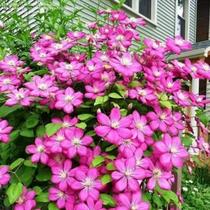 20 SEEDS for Fuchsia pink CLEMATIS rare flower exotic vine bush plant USA Seller - Picture 1 of 3