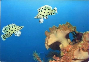 Alte Postkarte - Hübsche Fische - Picture 1 of 1