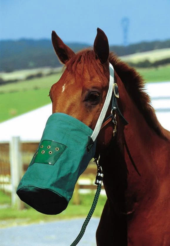 Futtersack mit Halsriemen   Futterbeutel mit Luftlöcher grün DHL Versand Neu - Bild 1 von 1