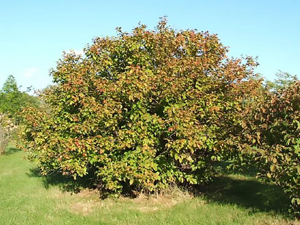 American Hazelnut, (Filbert), Corylus americana, Tree Seeds - Image 1 of 4