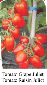 Seeds Tomato JULIET Tomate GRAPE RAISIN Cherry Great TASTY CANADA Seed Heirloom - Picture 1 of 3