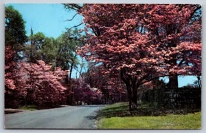 Chrome Postcard Flowering Trees Country Road - Picture 1 of 2
