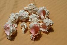 8 Pcs Pink Murex Hermit Crab Sea Shell Beach Decor 3" - 4" #7010
