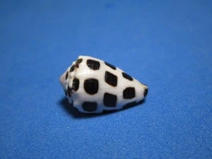 Conus ebraeus (LINNAEUS,1758) "HEBRÄISCHER KEGEL; HAWAIIANISCHE INSELN" (19,4mm) - Bild 1 von 6