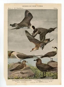 1914 Book Plate #4 Jaeger Birds of New York Louis Agassiz Fuertes NYSM Memoir 12 - Picture 1 of 2