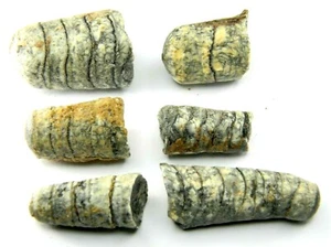 Orthoceras Natural Fossil Morocco Six Piece Lot - Picture 1 of 3