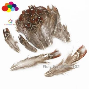 Plumas de Faisán Pluma Almendras Marrones 5-10 CM 10-100 Natural Sin Teñir para Mascarilla - Imagen 1 de 5