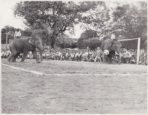 1974 Press Photo Jumbo Elephant Soccer Match at Thonburi, Bangkok - Picture 1 of 2
