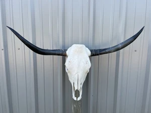 LONGHORN STEER SKULL 3 Feet 3 1/2 Inch WIDE POLISHED BULL HORN MOUNTED COW HEAD - Picture 1 of 3
