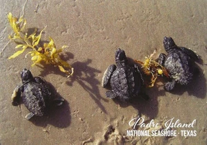 Postcard TX Gulf Coast Padre Island Natl Seashore Kemp's Ridley Turtles MINT - Picture 1 of 1