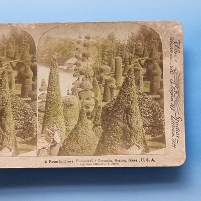 Boston MA Stereoview C1895 Real Photo America Amazing Topiary Hunnewell Gardens - Image 1 of 3