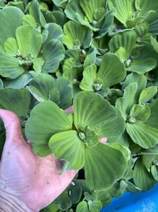 SALE (5) Water Lettuce Koi Pond Floating Plants Rid Algae 2-3" Combine Shipping - Picture 1 of 8
