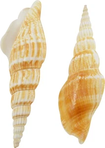 36 Strombus Vittatus Seashells 3-3.5" (Set of 36) - Picture 1 of 1