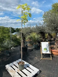 Albizia julibrissin Rouge 200-250cm Schlafbaum Seidenbaum winterhart exotisch - Bild 1 von 4