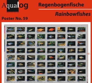 AQUALOG - Fold Poster The Nicest Rainbow Fishes - Imagen 1 de 1