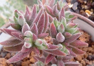 Crassula mesembrianthoides🏵️ cutting about 2cm succulent - Picture 1 of 3