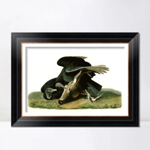 Lienzo enmarcado impresión Giclee buitre negro o cuervo carroñero por John James Audubon - Imagen 1 de 13