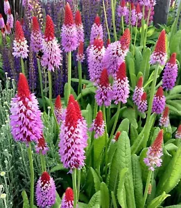 PRIMULA VIALII, PRÍMULA ORQUÍDEA - Imagen 1 de 2