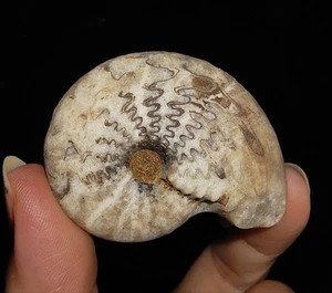 ¡¡INCREÍBLES AMONITAS!! FÓSIL DE PRONORITIDAE CRISTALIZADO DE TIMOR, INDONESIA, 47 MM - Imagen 1 de 7