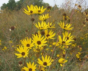 250 Swamp Sunflower Seeds Helianthus Angustifolius - Picture 1 of 3
