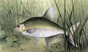 Estampe gravure lithographie illustration de poisson LA BRÈME COMMUNE de 1868 - Imagen 1 de 2
