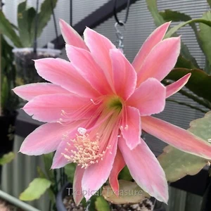 Epiphyllum 'SAKURAHIME' (ONE cutting) - ESA Registered! - Picture 1 of 6