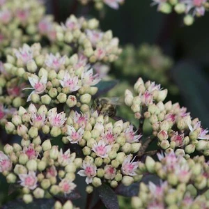Blumixx Stauden Sedum Maximum-Hybr. 'Matrona' Fetthenne im 0,5 Liter Topf rosa - Bild 1 von 1