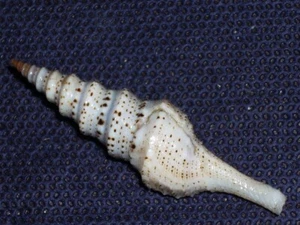 LOPHIOTOMA ACUTA AMAZING - Picture 1 of 2