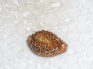 JENNERIA PUSTULATA EXTRA CALLOUSED AND BIG - Picture 1 of 3