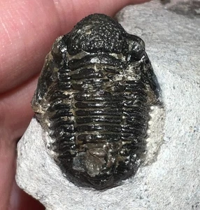 Marokkanischer Pre Dinosaurier Fossil Trilobit Gerastos 0,92 Zoll!! - Bild 1 von 4