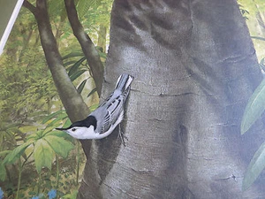 1975 Ray Harm White-Breasted Nuthatch 23 1/2" X 19" Print Signed - Picture 1 of 11