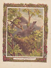 BIRDS BUILDING NEST IN TREE WILD BIRD WILDLIFE ANTIQUE LITHOGRAPH ART PRINT 1870