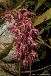 Species Orchid - Bulbophyllum lasianthum - Picture 1 of 3