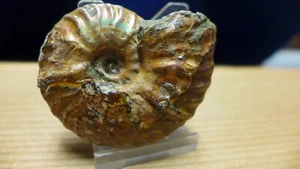 GEOLOGICAL ENTERPRISES Cretaceous fossil ammonite Cleoniceras madagascariense - Picture 1 of 5