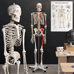 Jago® Anatomisches Menschliches Skelett Modell Skelettmodell Anatomie mit Poster - Bild 1 von 36