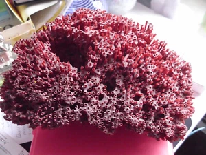 Natural Authentic Red Coral Large 8 x7x6 Pipe Organ Coral Specimen - Picture 1 of 4