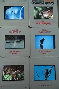 6 Original Vintage 35mm Kodak Photo Color Slide Animals Kodachrome Transparency - Picture 1 of 10