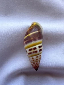 LAND SNAIL, SHELL, Amphidromus hongdaoae 30.7mm #7121 - Picture 1 of 4