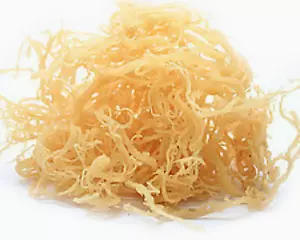 Musgo marino Rastarafi® musgo irlandés 10 lb (a granel) | Superalimento de musgo marino silvestre crudo - Imagen 1 de 10