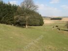Photo 6x4 New woodland Hendre/SN9799 A small patch of coniferous woodlan c2010