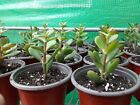 4 DAY SALE!! Jade Plant ‘Money Tree’ (Crassula Ovata)- Live Plant