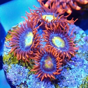 Blue Eye Blonde Zoa (3+ polyps) - Picture 1 of 1