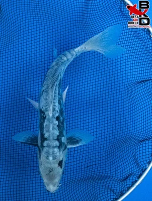 9" KUMONRYU Live Koi Fish Garden Pond 11/3 - Image 1 of 4