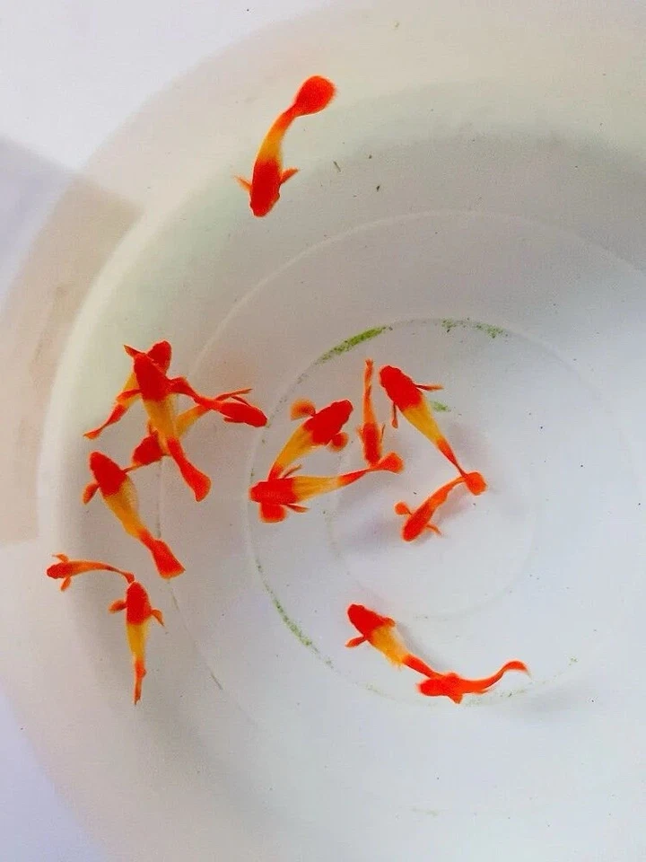 5 pares de peces vivos de acuario Koi Red Ear Guppy Foto 1 de 2