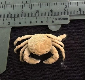 CRABS/Deep sea crab species preserved dried crabs - Picture 1 of 2