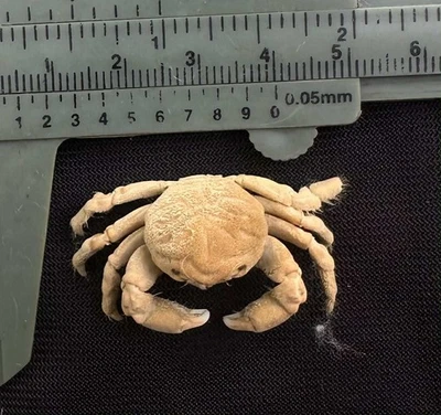 CRABS/Deep sea crab species preserved dried crabs - Image 1 of 2