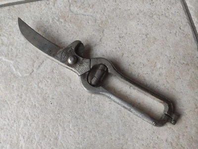 Geflügelschere mit Adlerkopf Sammlerstück Antik Alt Vintage - Bild 1 von 4