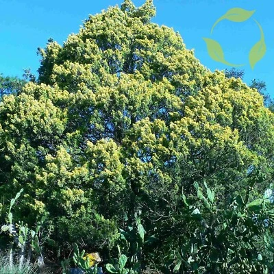 CHINESE JUNIPER Juniperus Chinensis - 5 SEEDS - Image 1 of 4
